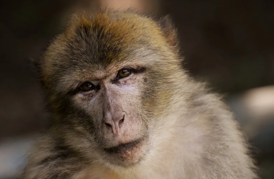 ape-small.jpg