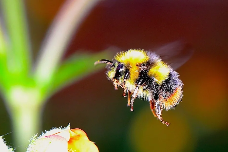 bumble-bee-small.jpg