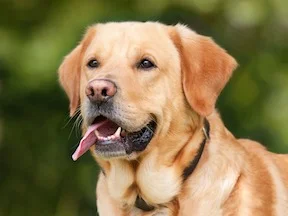 dog-small.jpg