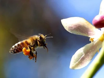 honeybee-small.jpg