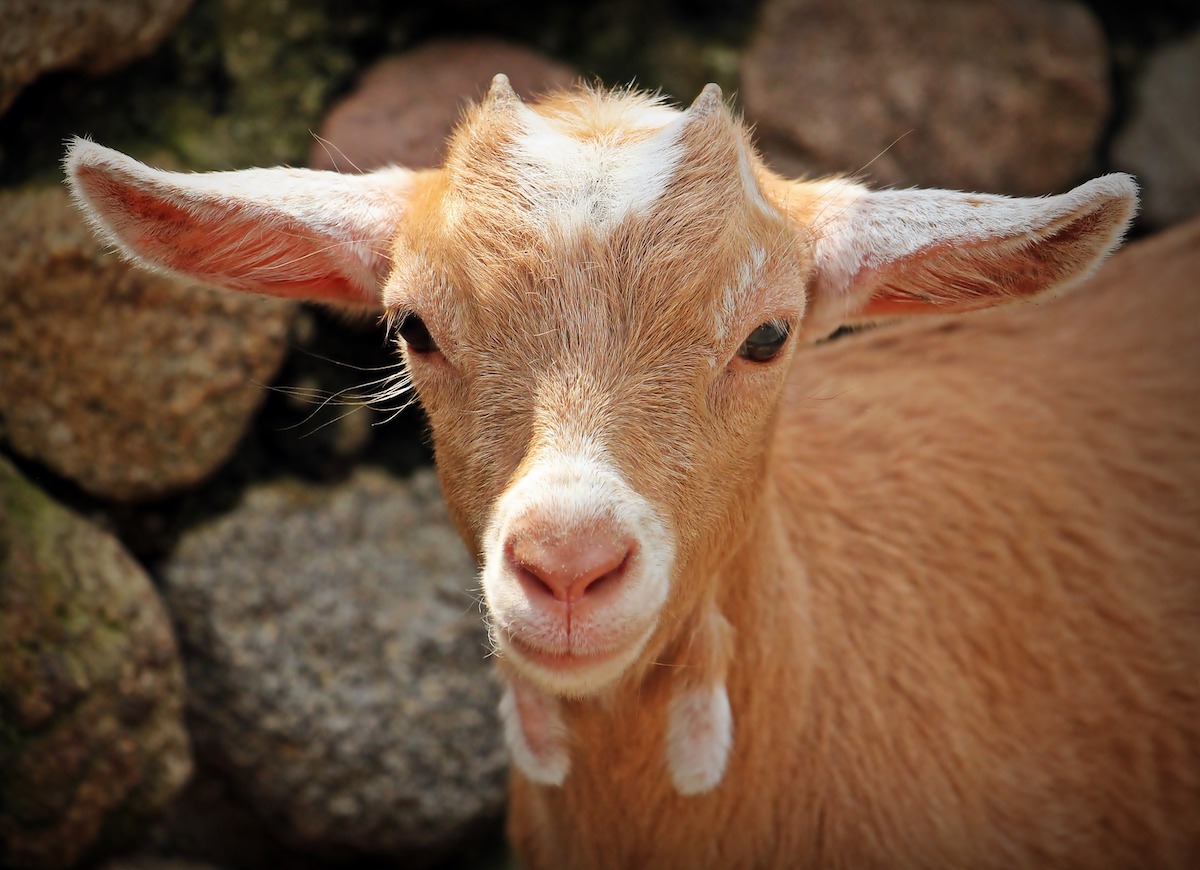 goat-small.jpeg