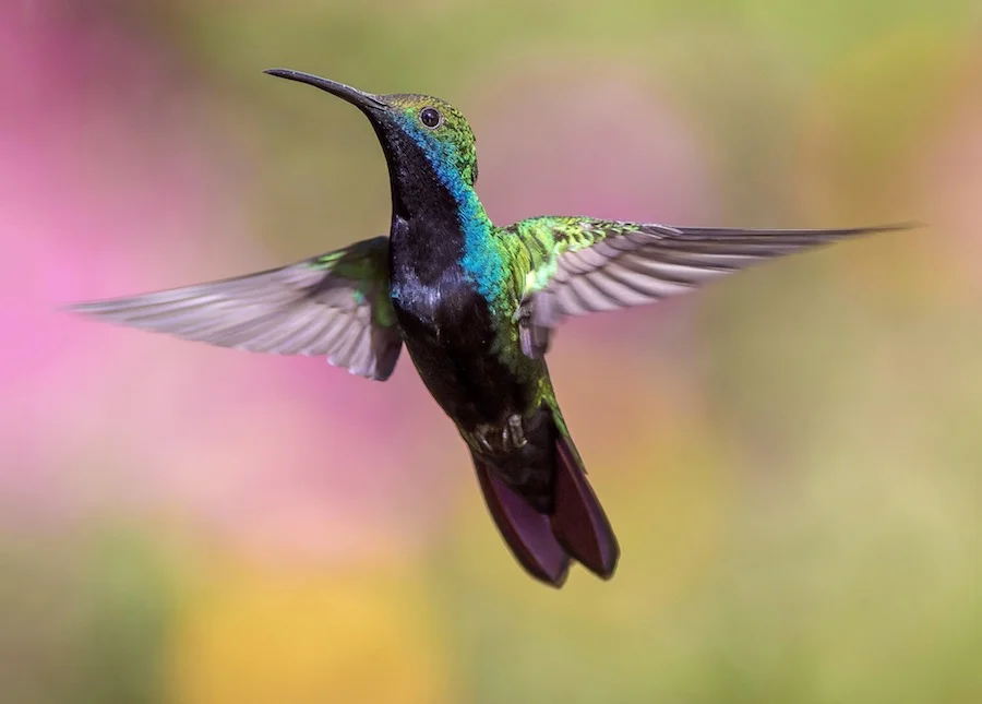 hummingbird-small.jpg