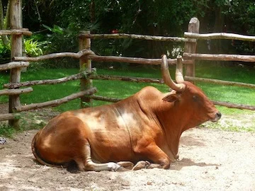 ox-small.jpg