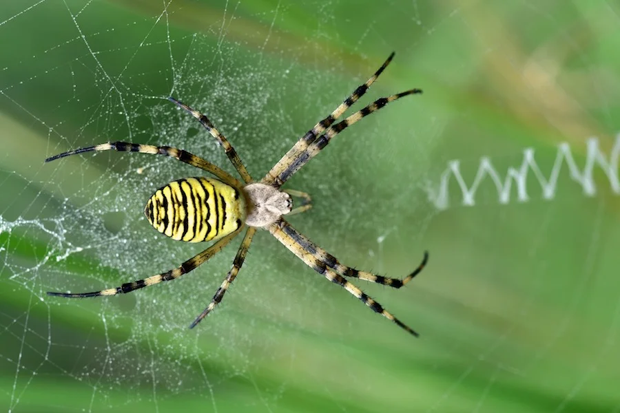 spider-small.jpg