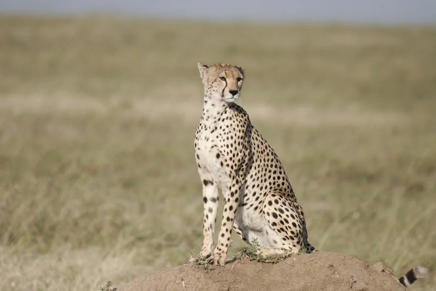 cheetah-small.jpg