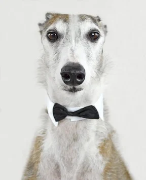 greyhound-small.jpg