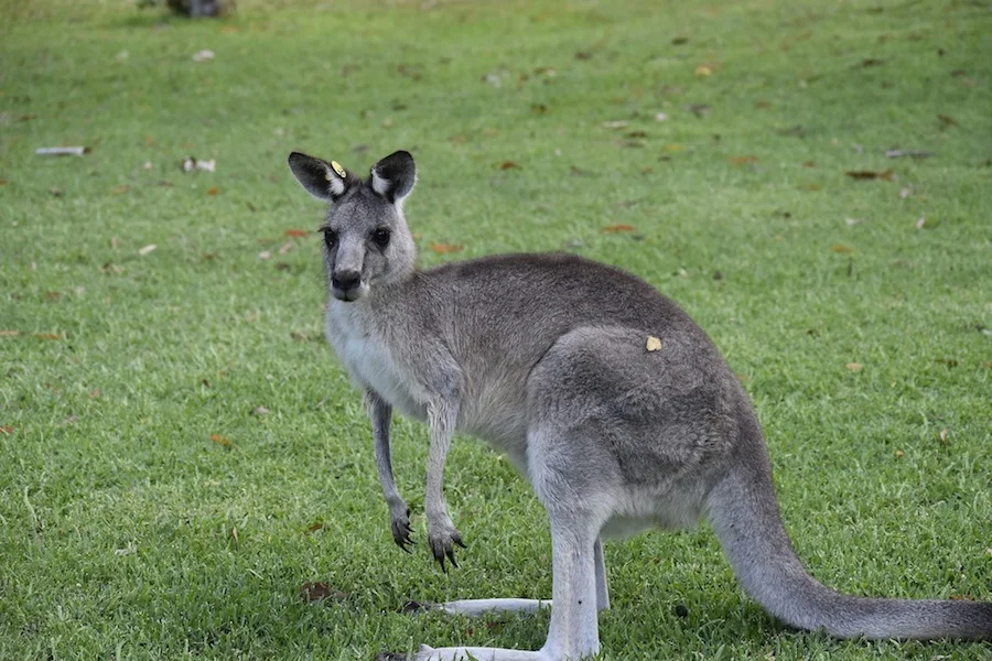 kangaroo-small.jpg