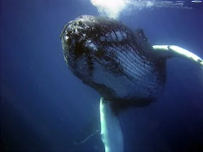 humpback-small.jpg