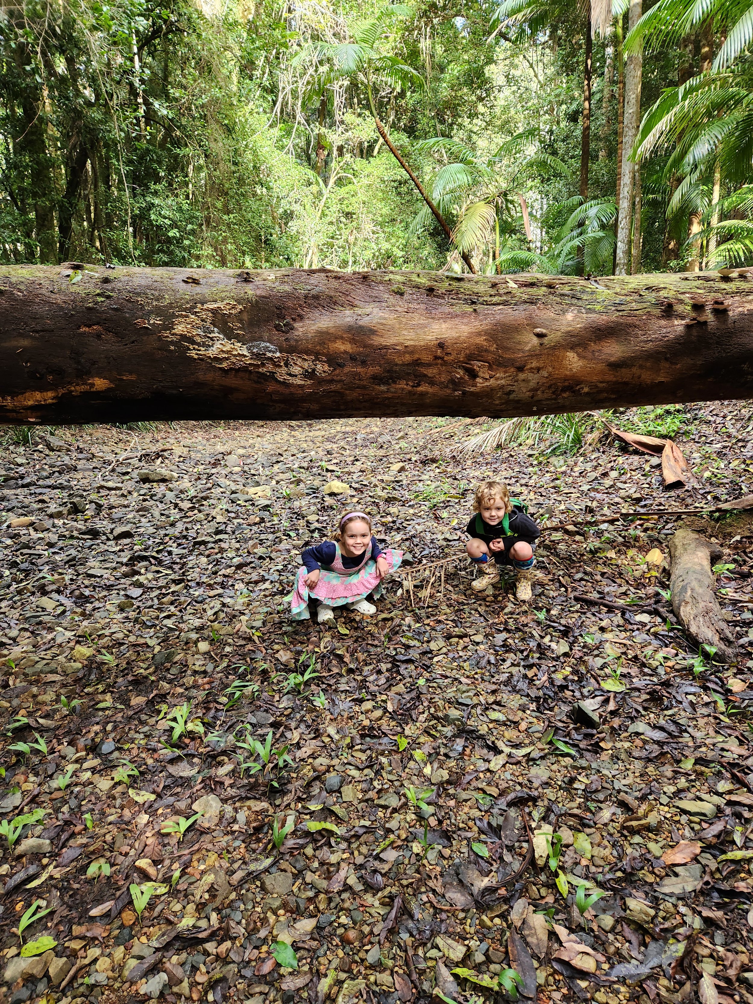 Kids playing under a fallen tree, a beautiful nature play spot on the Coffs Coast
