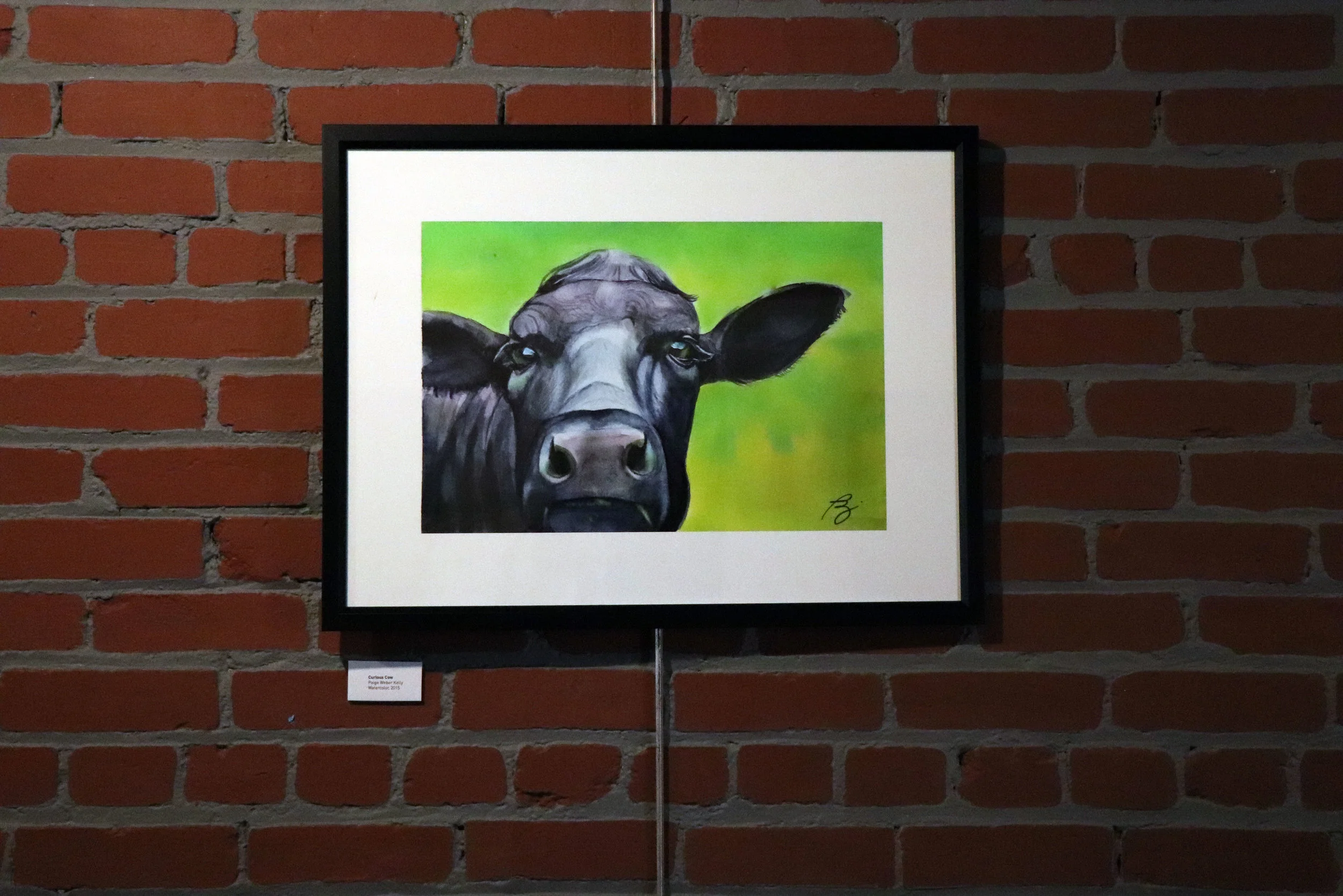 Curious Cow.jpg