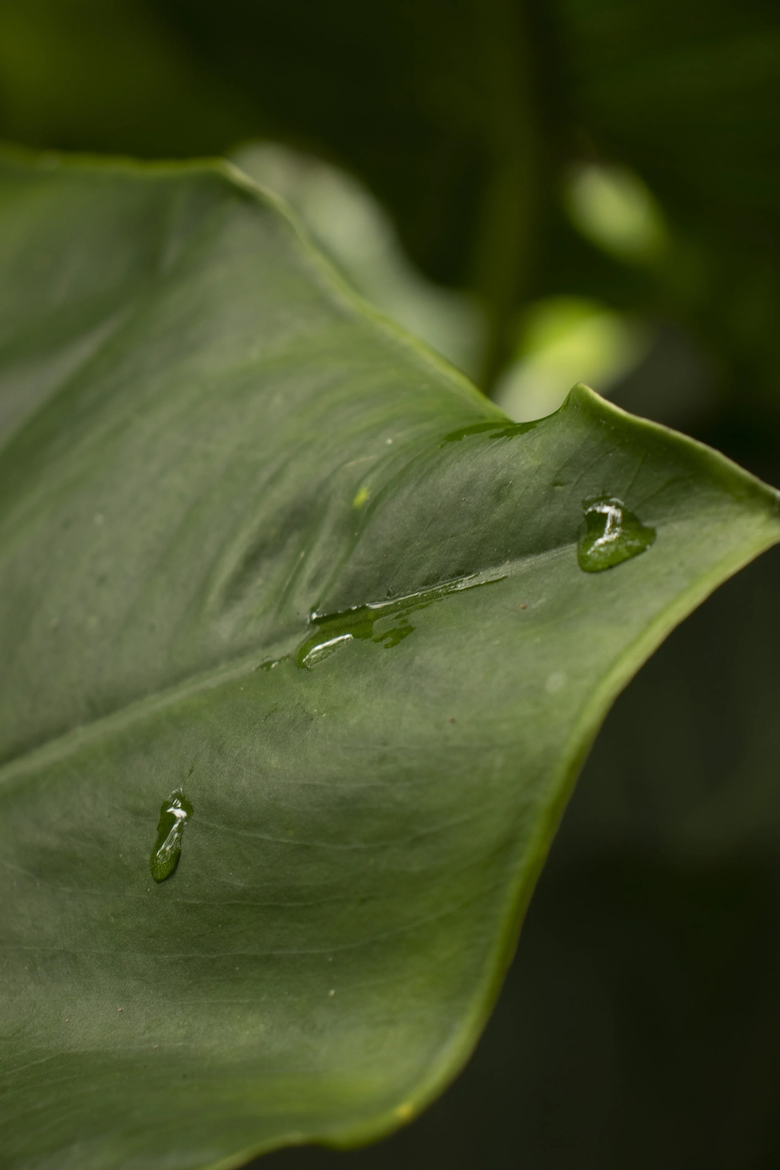 plant_1.JPG