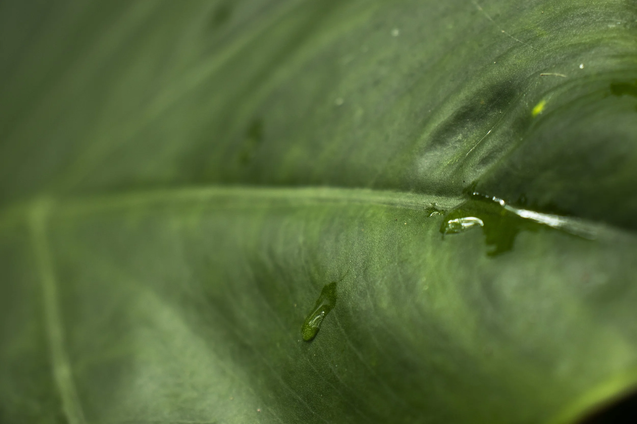 plant_2.JPG