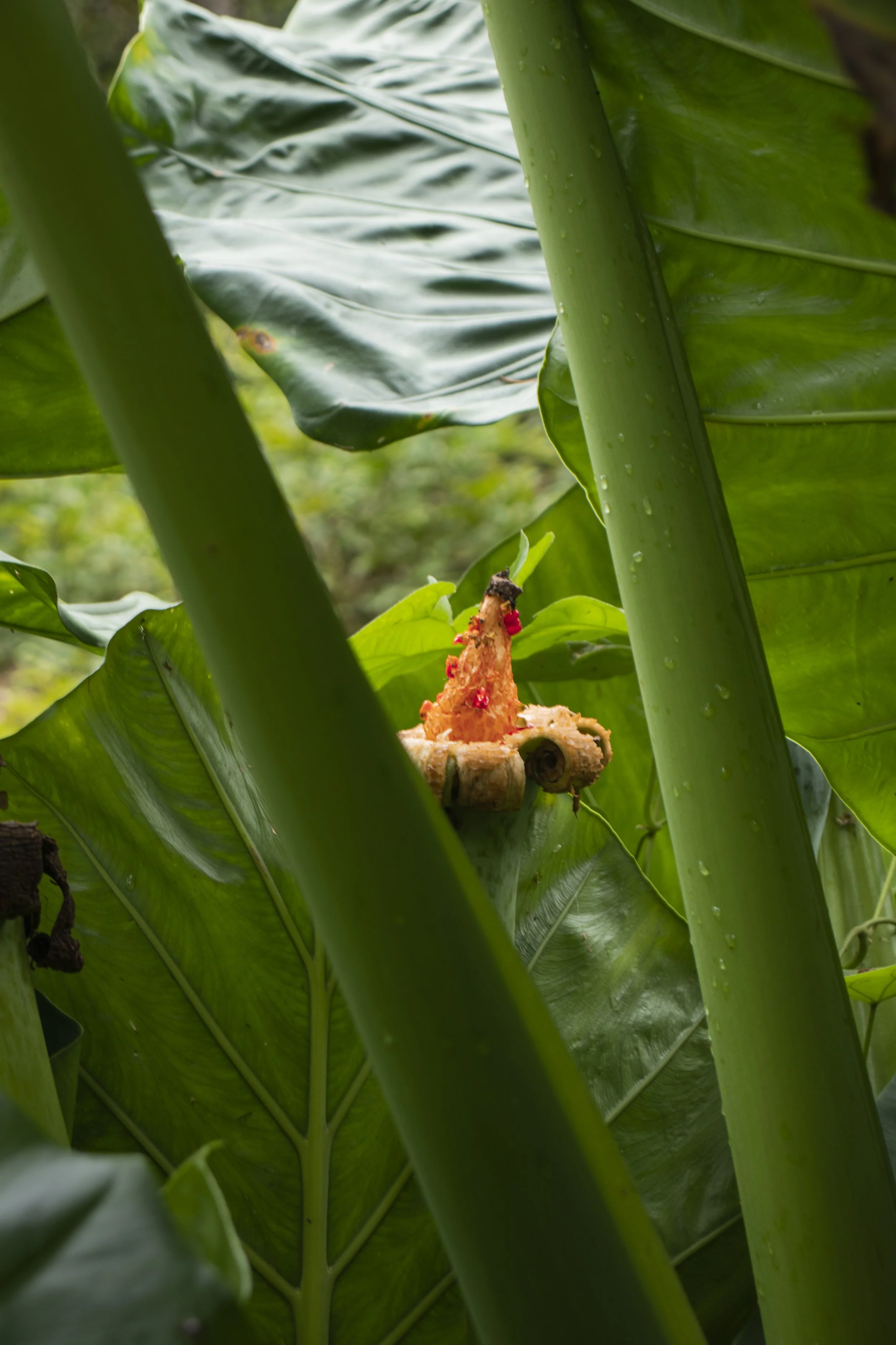 plants_4.JPG