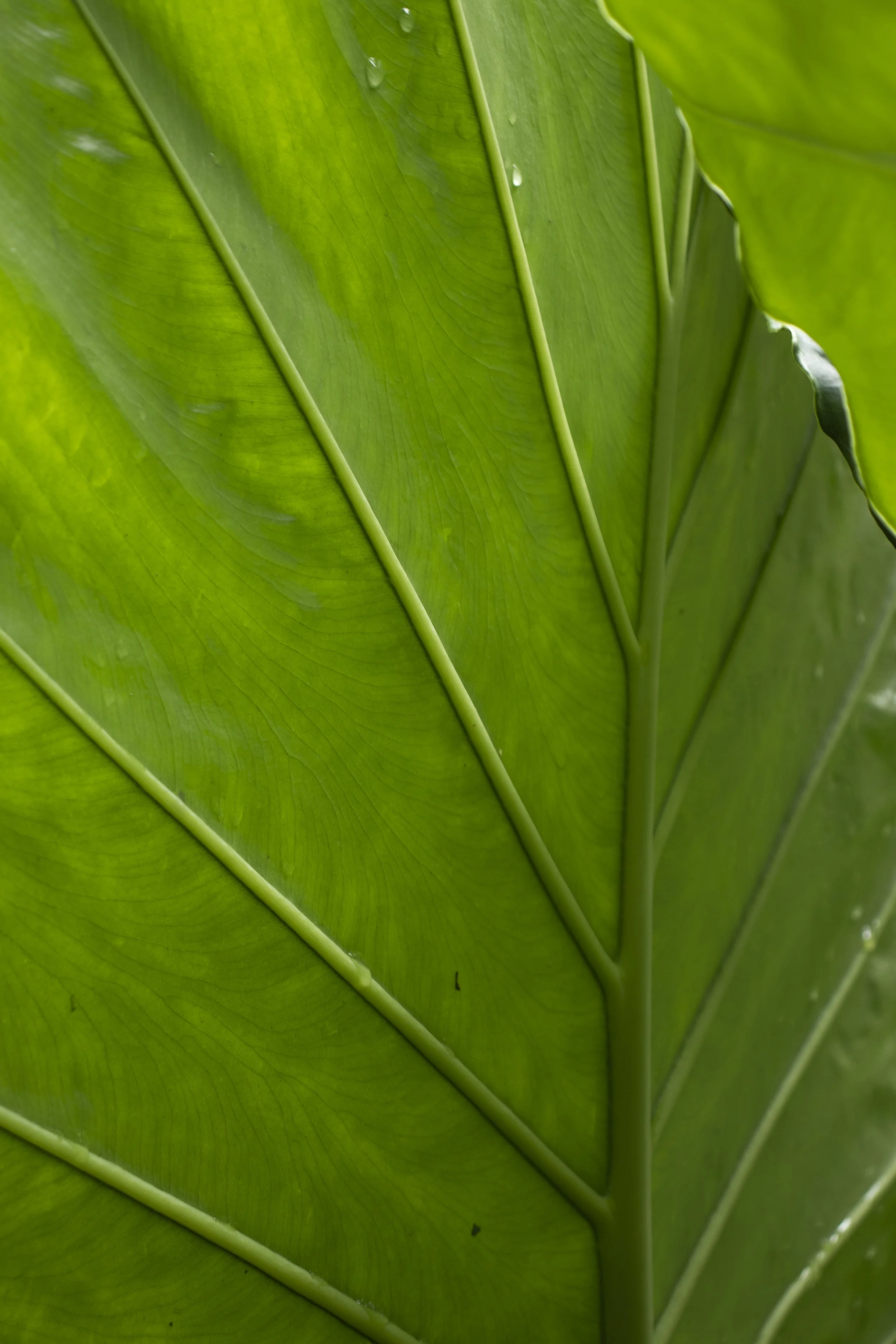 plants_6.JPG