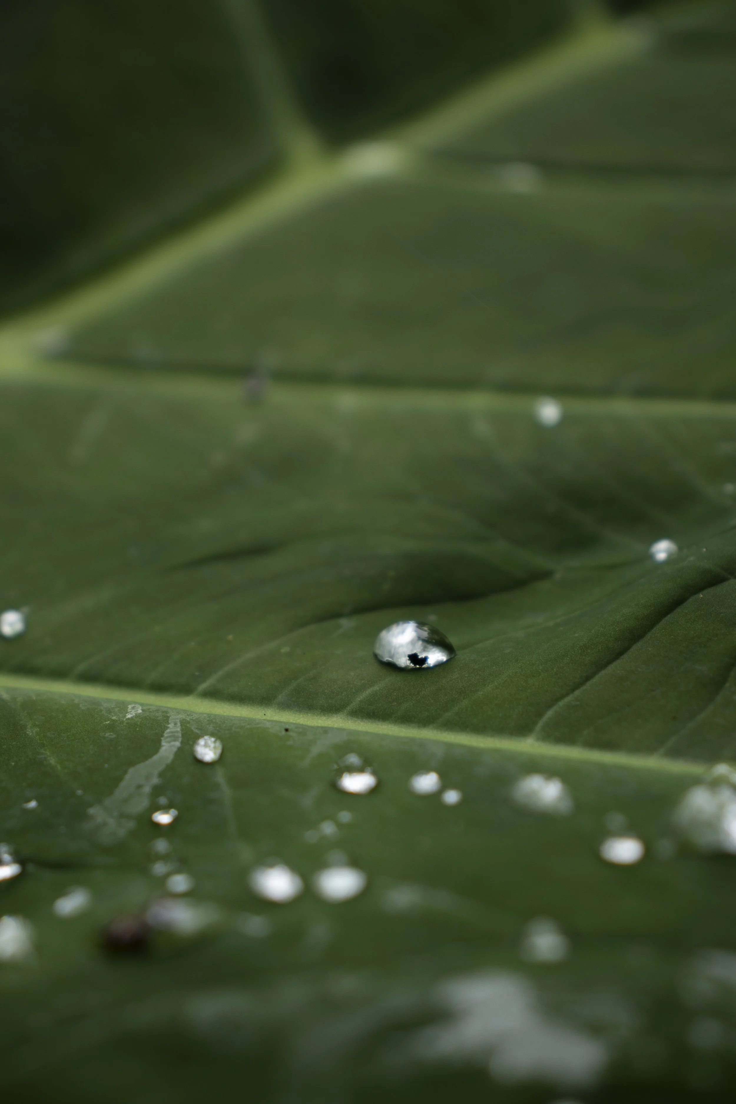 plants_7.JPG