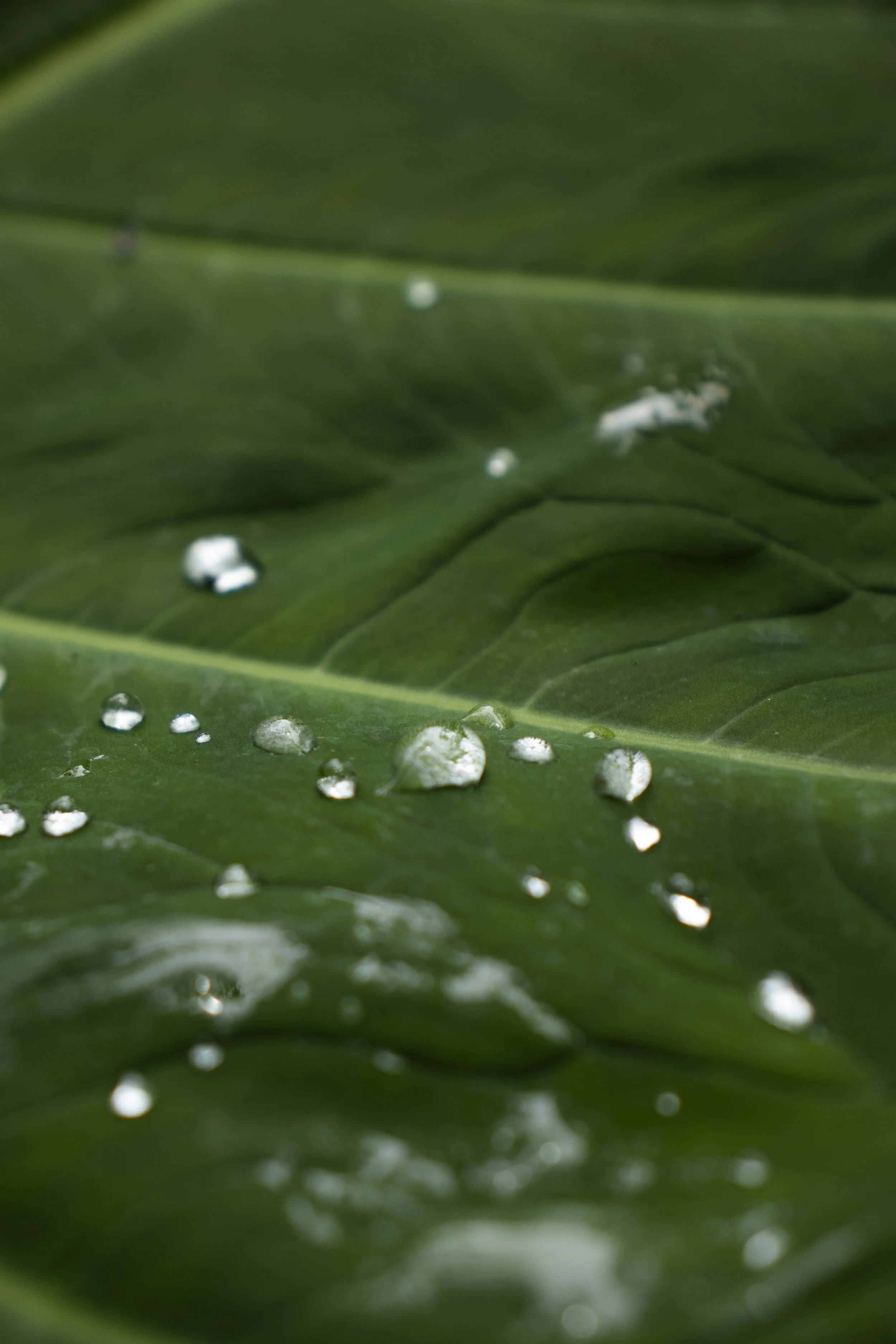 plants_11.JPG