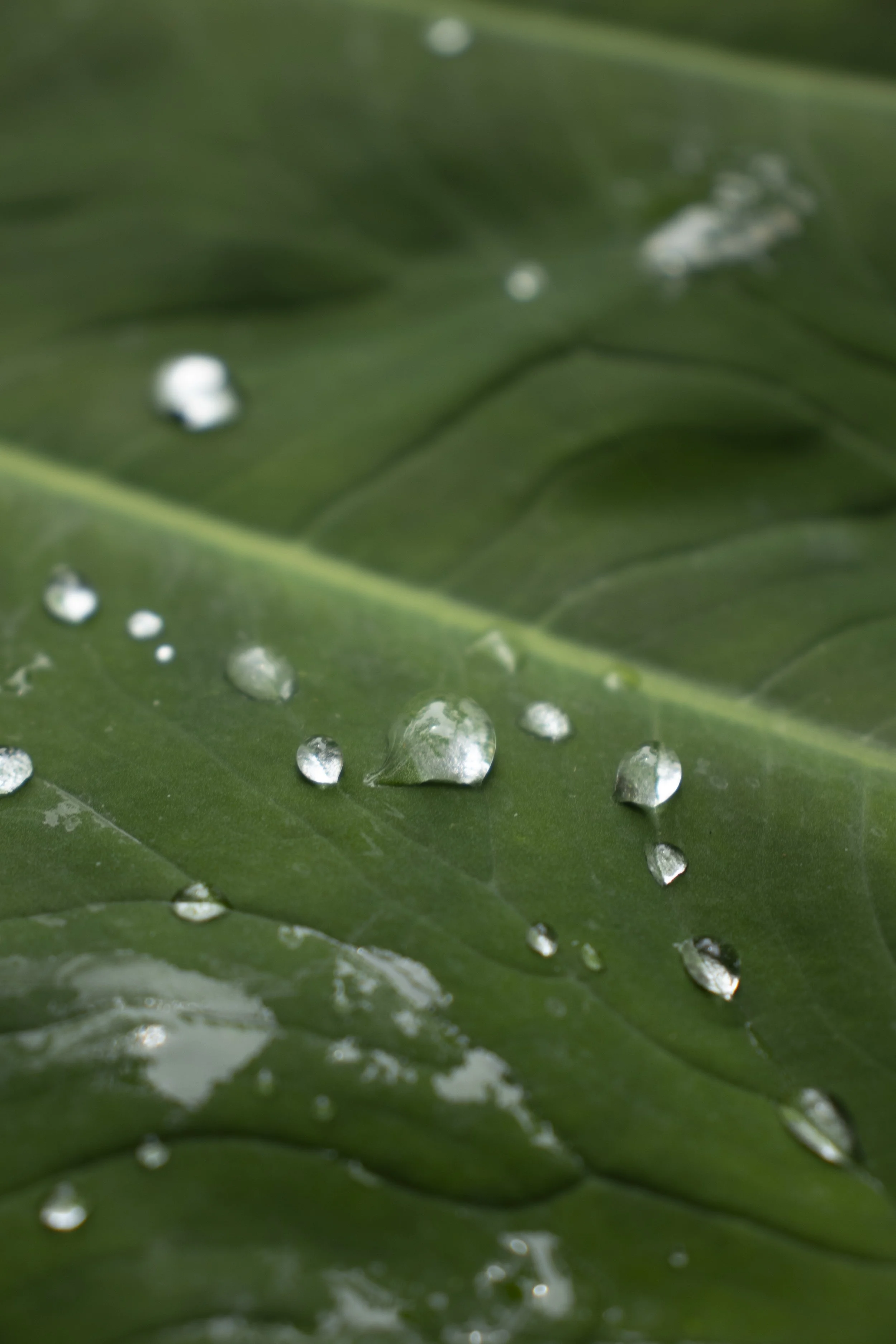 plants_12.JPG