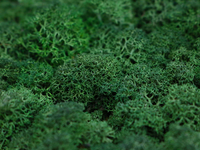 MossArt_Web5.jpg