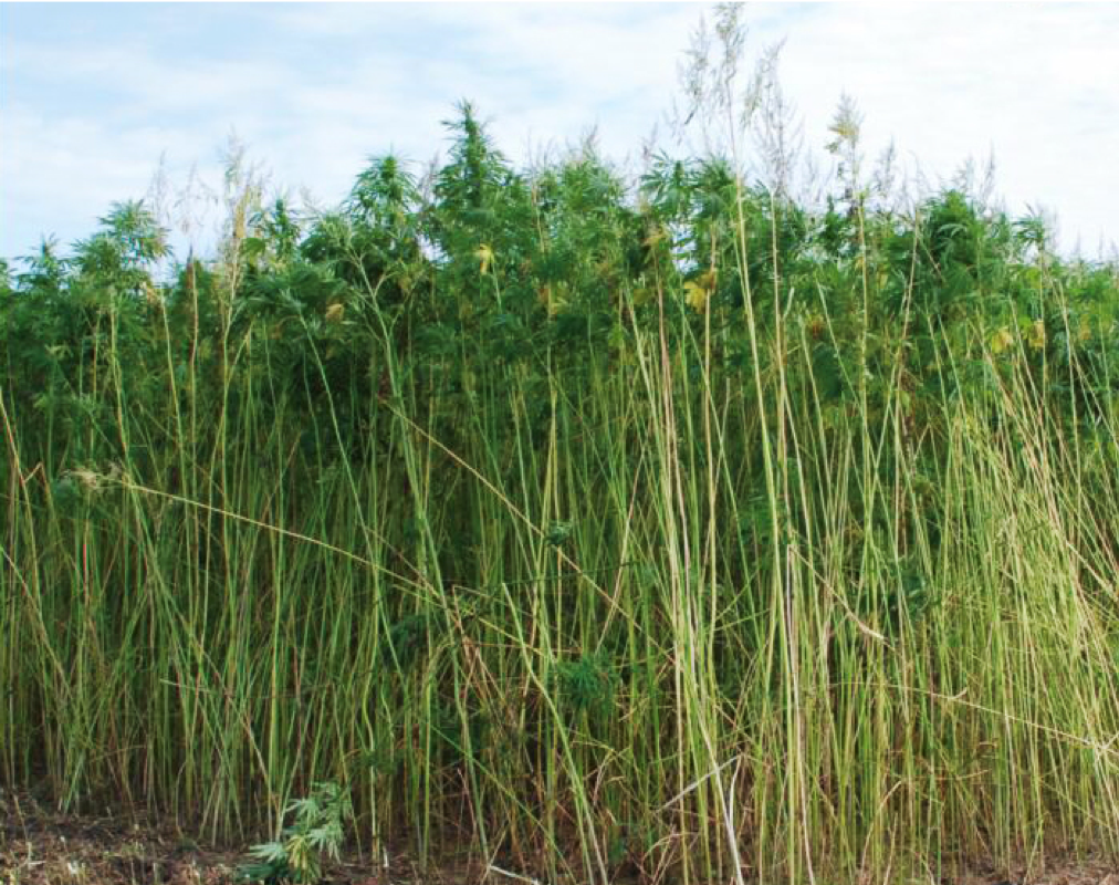 RAW-MATERIAL-GREEN.png