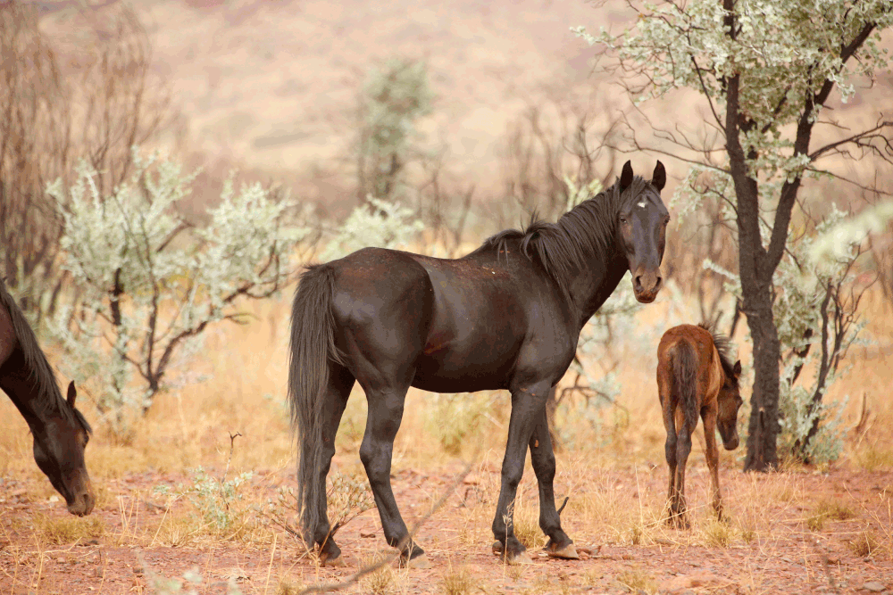  One of the highlights of my stay in the Western Hamersley was the wildlife.&nbsp; I became part of the furniture and so was able to get relatively close to a large herd of brumbies.&nbsp; On one occasion they passed by my camp within literally a few
