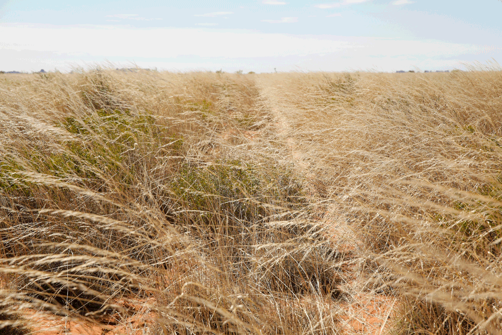  The track heading out to my shoot in the Great Sandy Desert in August 2014.&nbsp; It hadn't been used for at least five years and was badly overgrown for much of the way. 