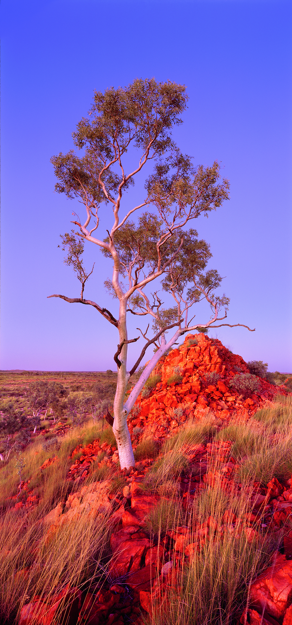  Snappy Gum, Rudall River National Park, Little Sandy Desert, Pilbara, Western Australia, 2011.&nbsp; Edition of 3. 