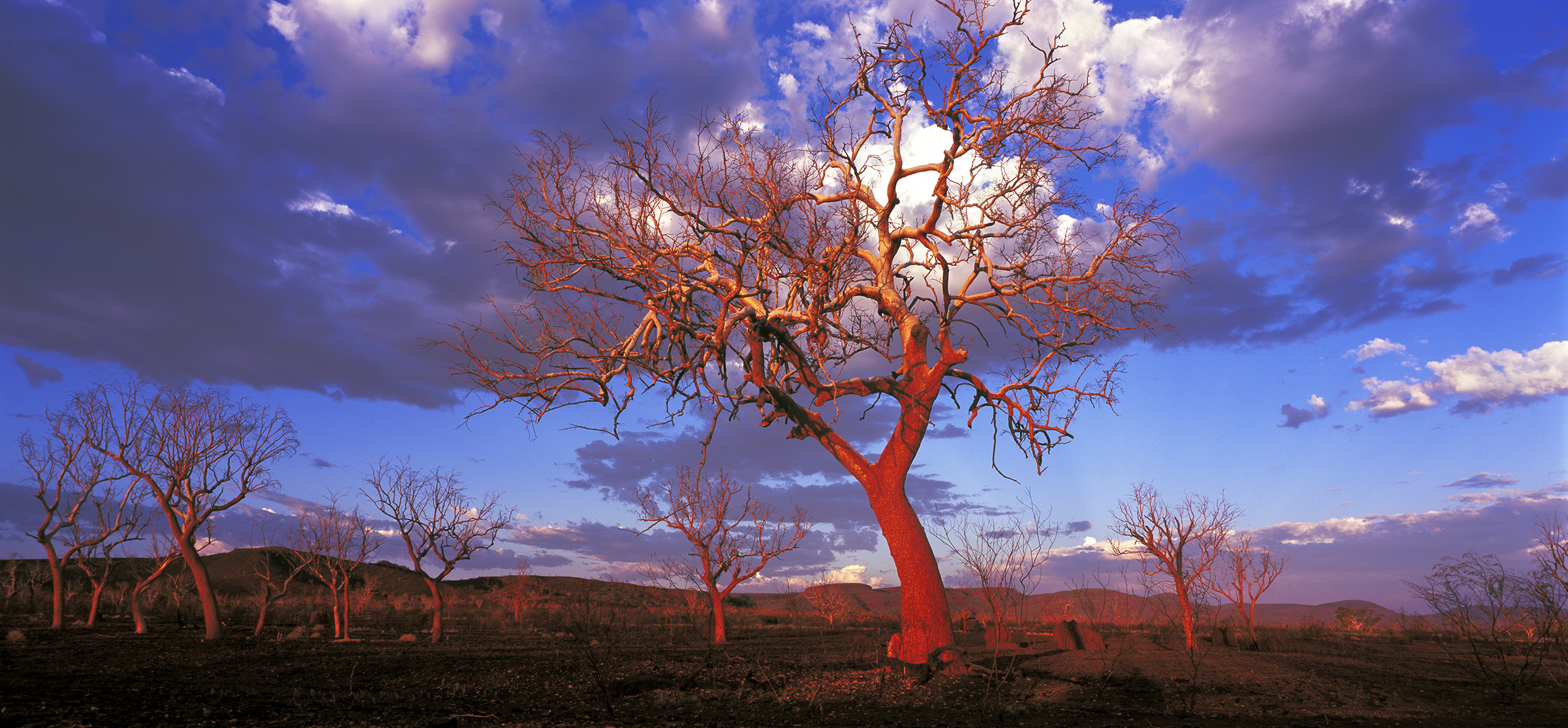  Snappy Gum, Hamersley Range, Western Australia, 2014.&nbsp; Edition of 3. 