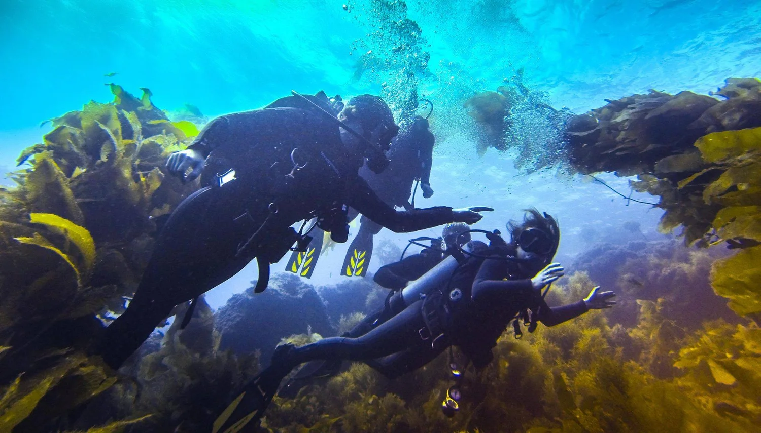 PADI Open Water Diver — PCH SCUBA