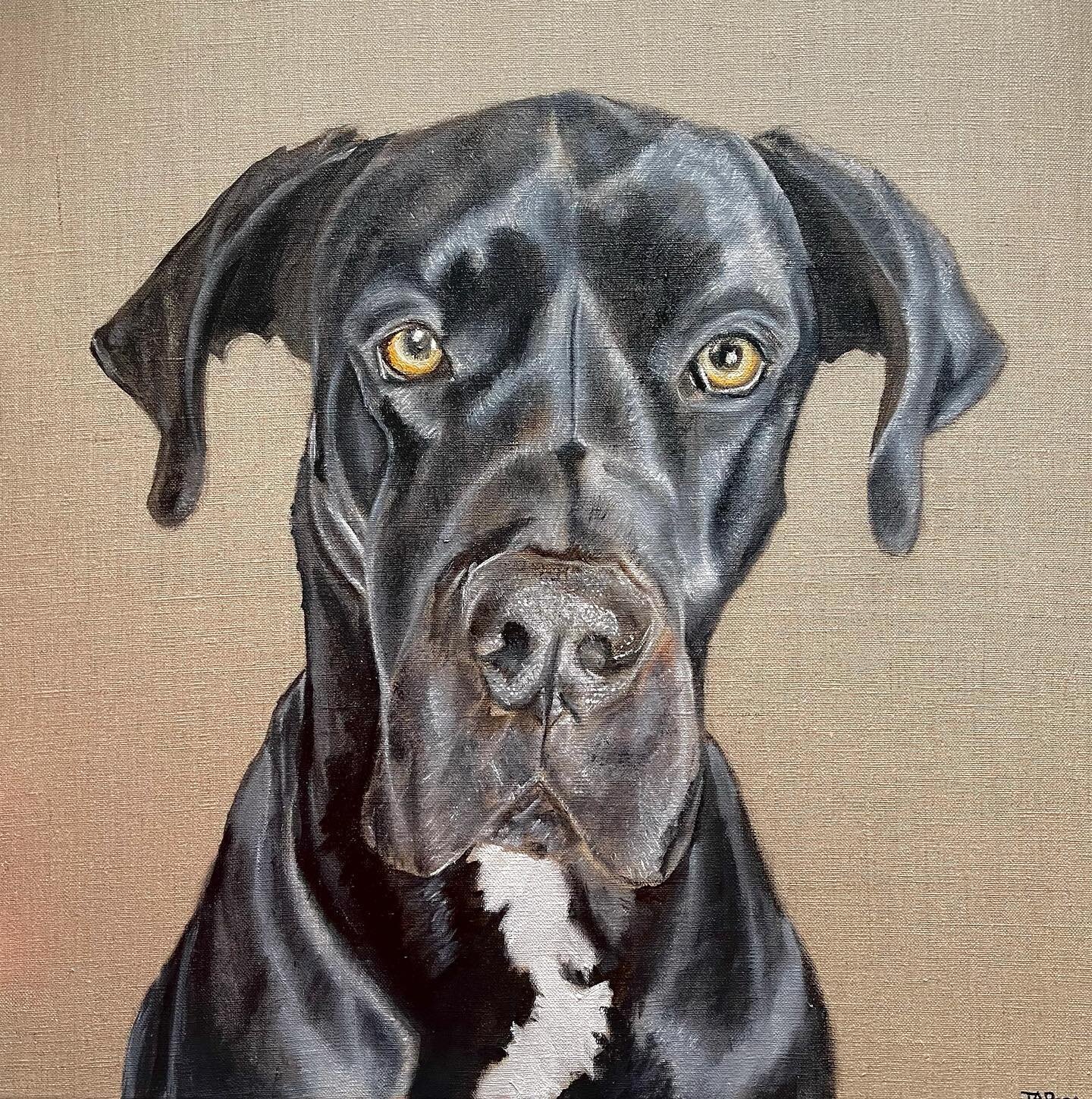&ldquo;Jax&rdquo; - 20x20 oil on Linen.
.
I love working on a larger scale close up and also love capturing the shine on black fur so stunning Dane Jax is was a perfect subject 😃🐶❤️
.
Message me if you would like to commission a painting of your fu