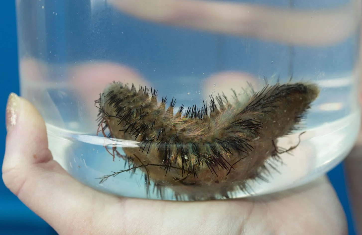 A-rare-sea-mouse-at-Portsmouths-Blue-Reef-Aquarium-1.jpg