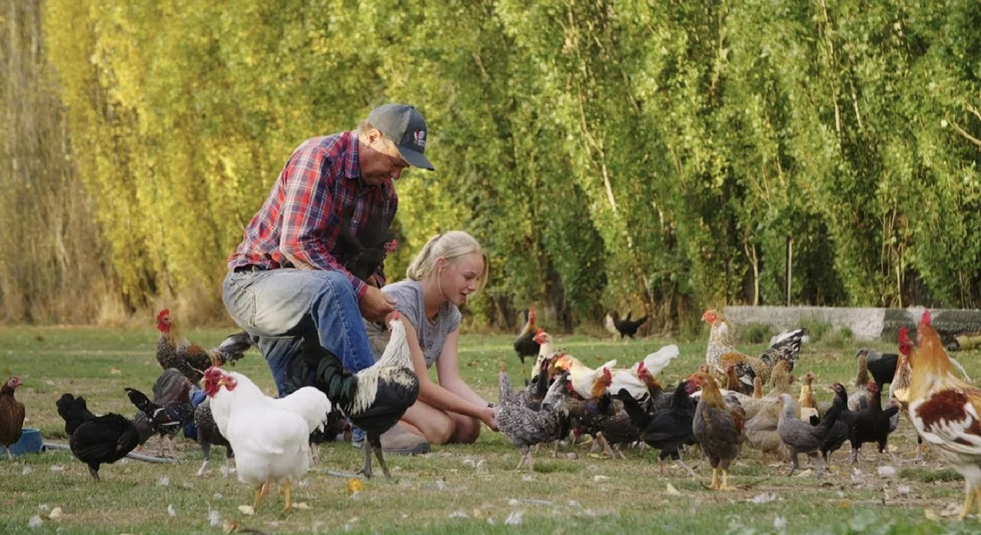 pecking-order-2.jpg