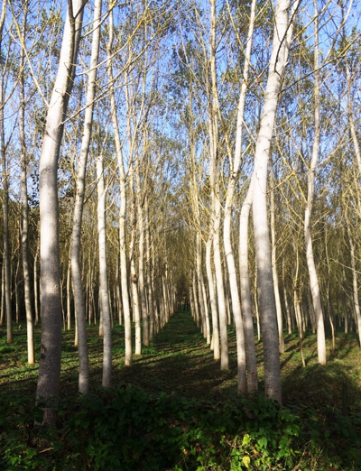 Camino-birch trees - 23.png