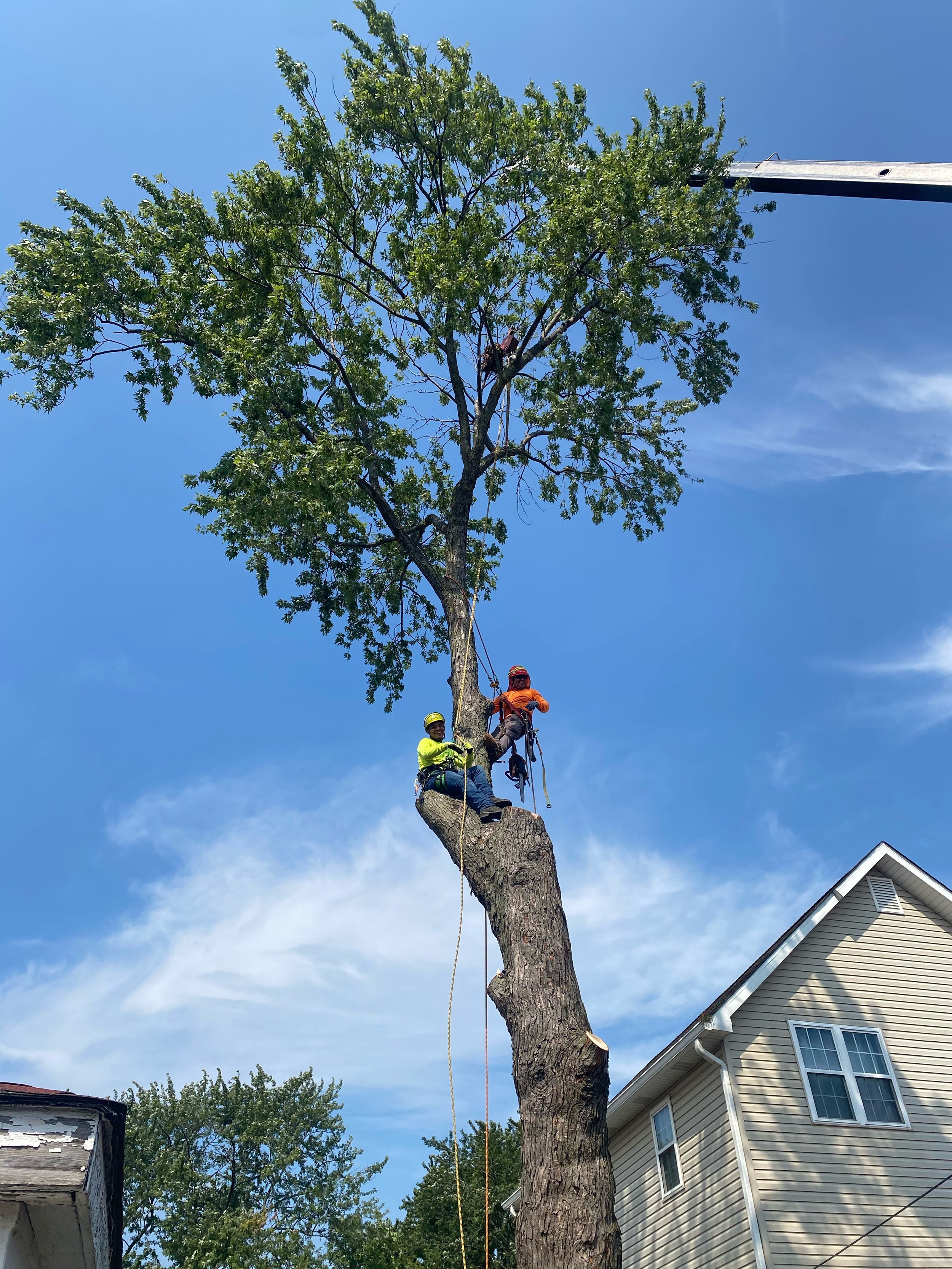 tree service dallas ga