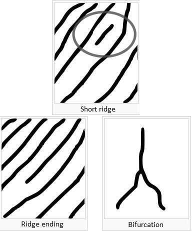 Ridge patterns.
