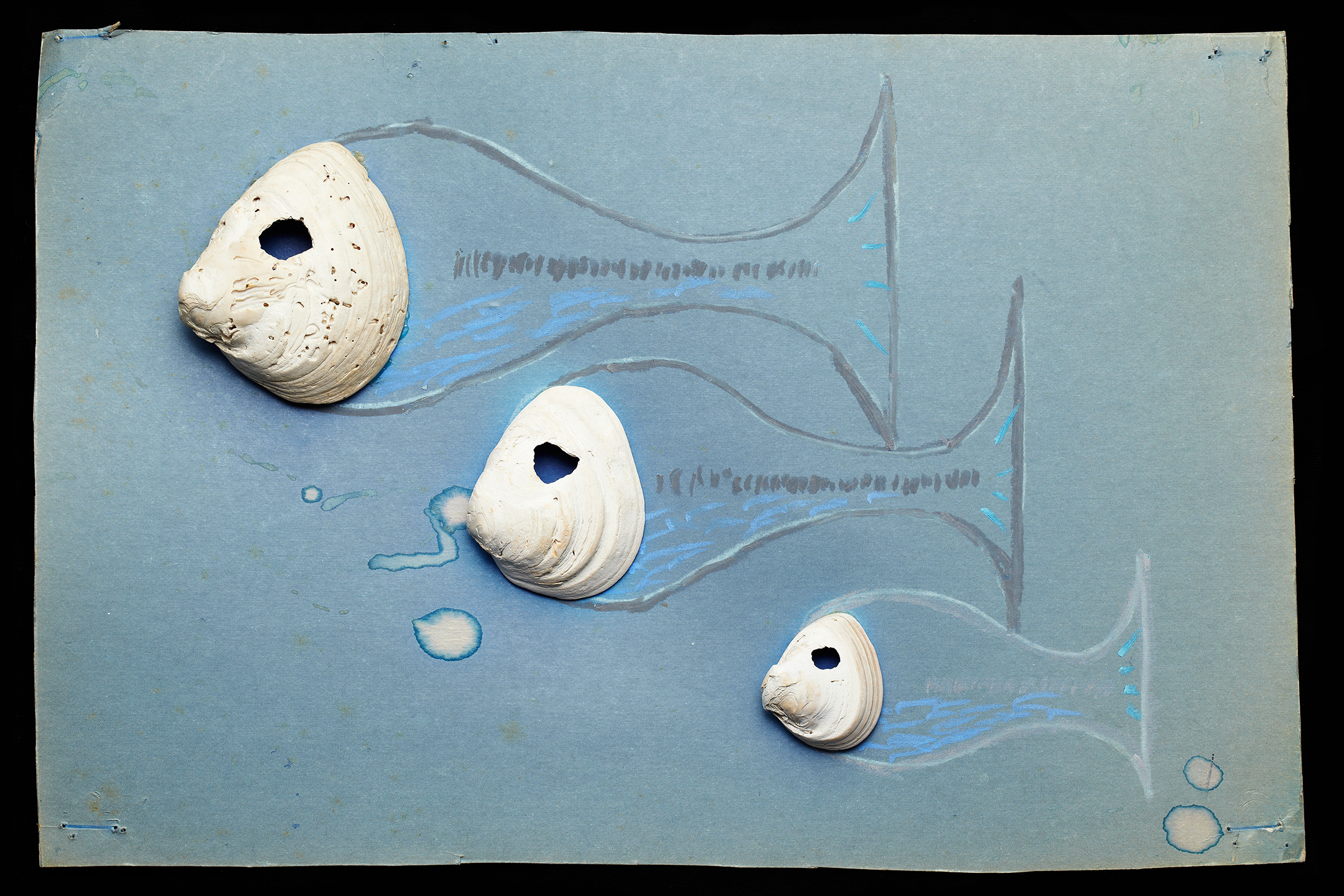 ShellArt-Fish by Thomas Wilson Laney