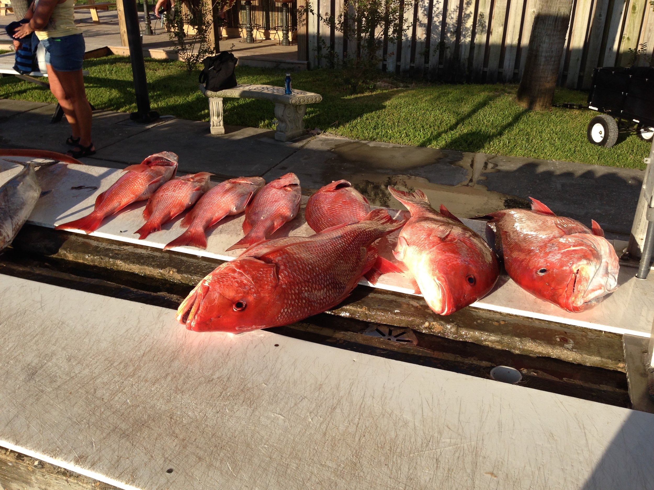 Redsnapper!