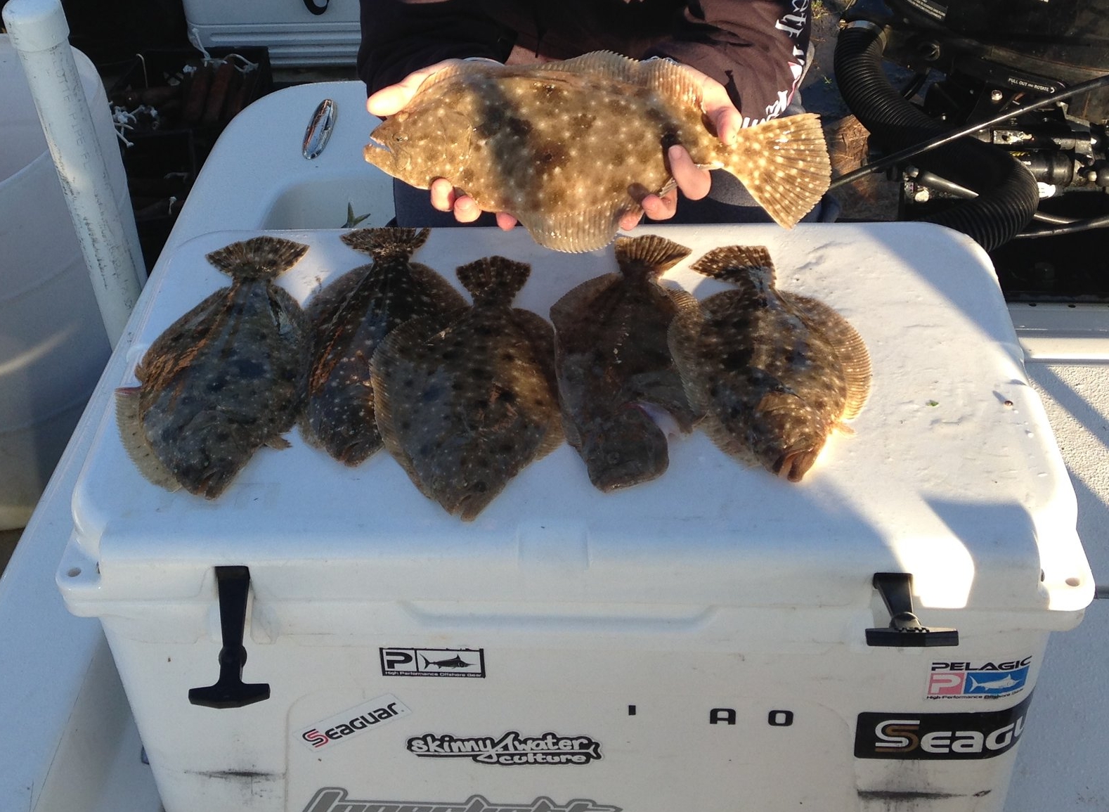 Flounder!