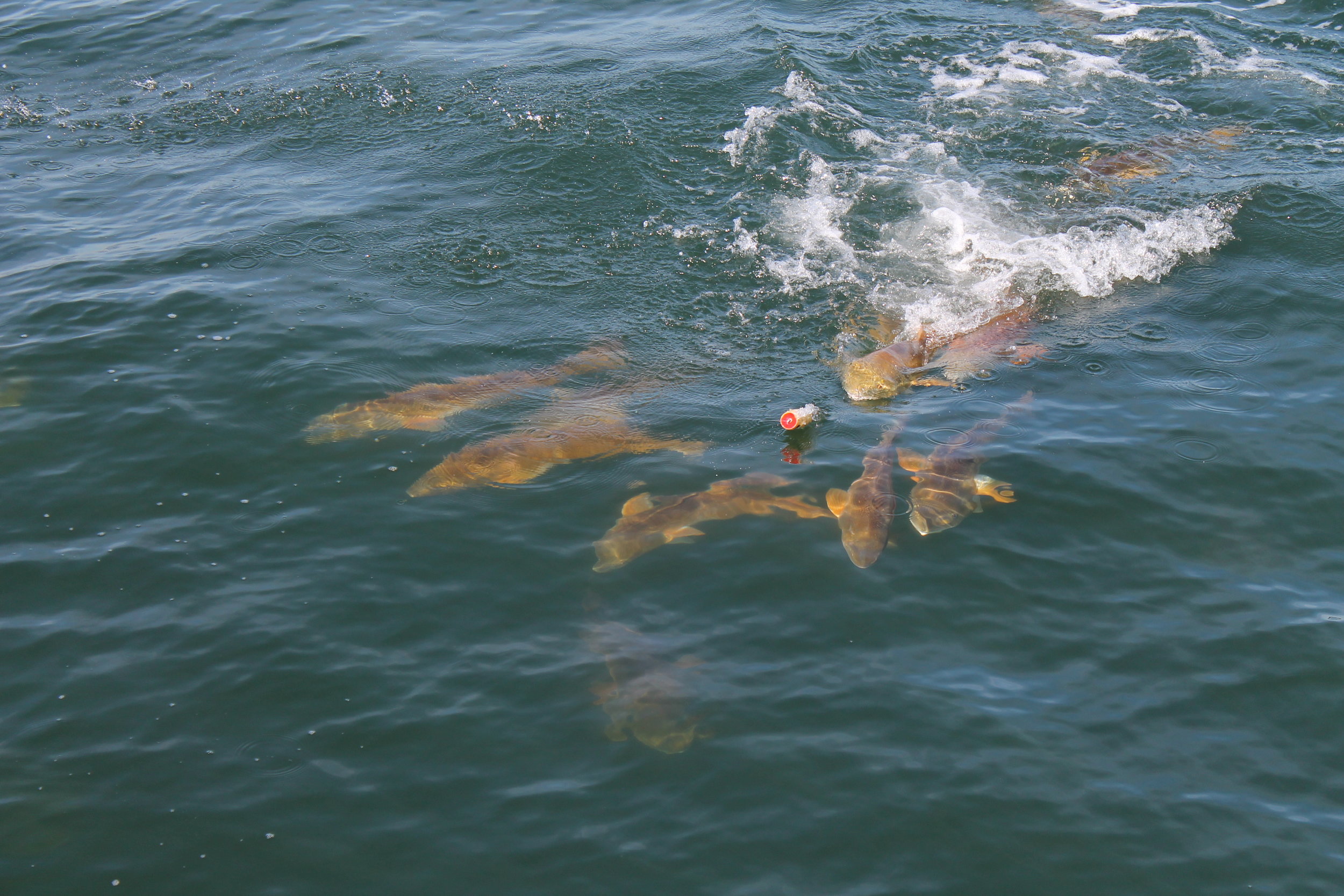 Redfish in Pensacola Bay. Having some topwater fun. Fall 2016.