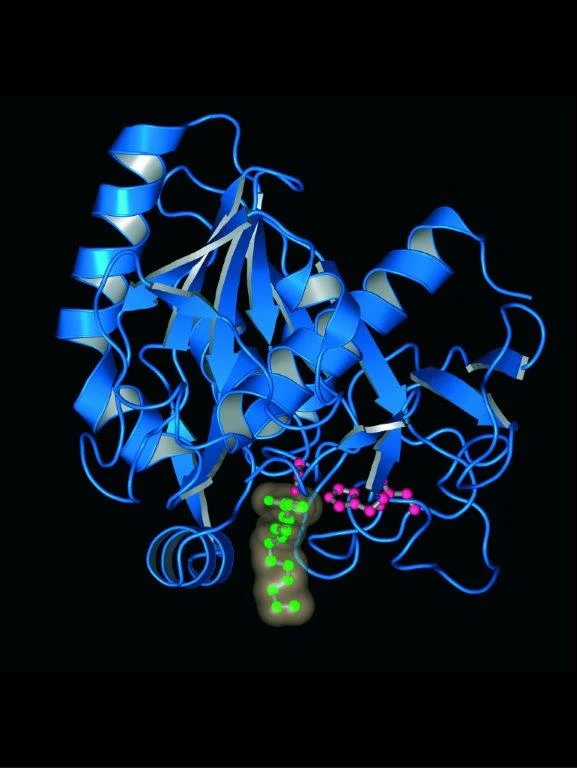 Enzyme 4x3.jpg