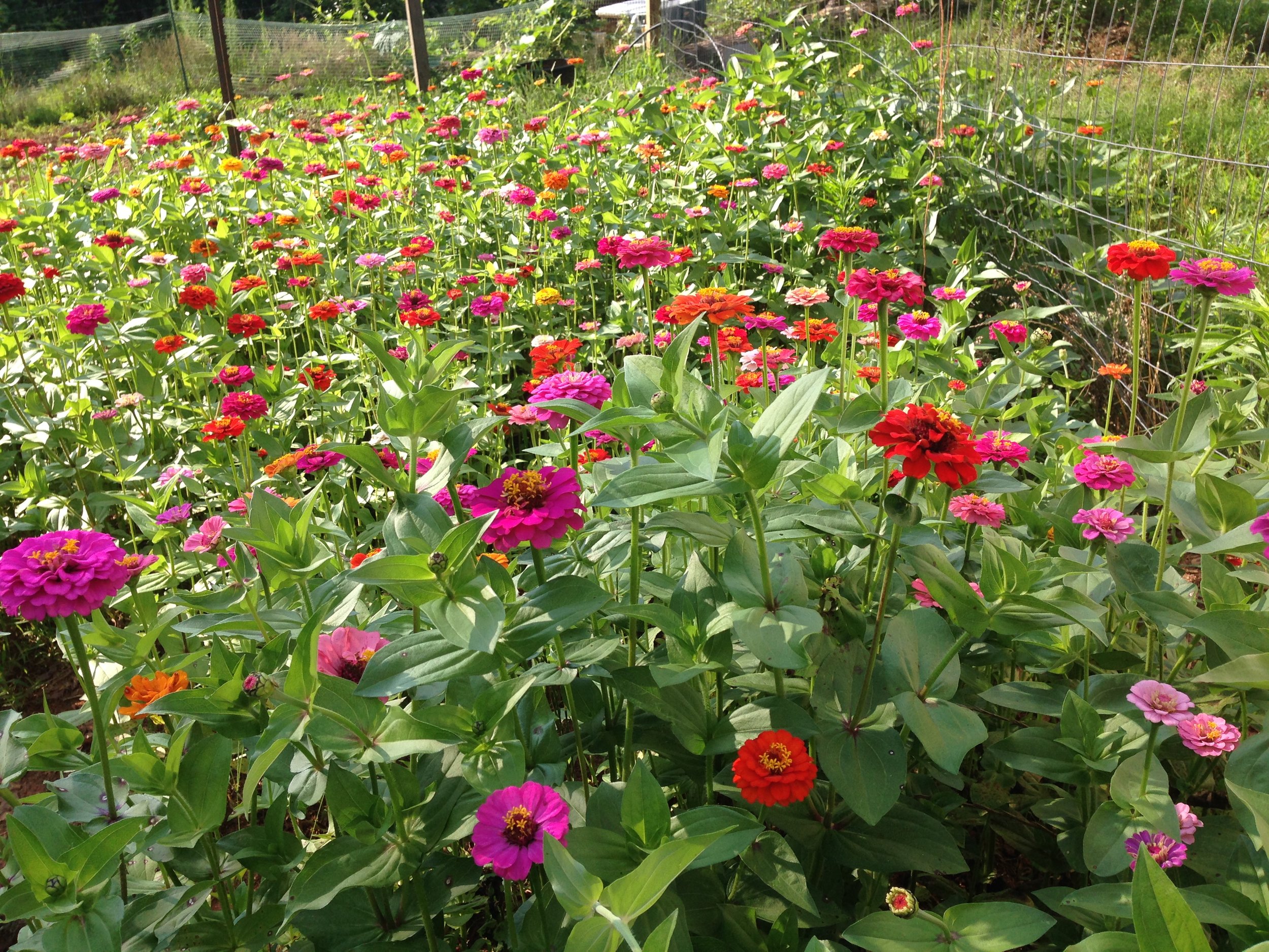 Zinnias, zinnias, zinnias!!!
