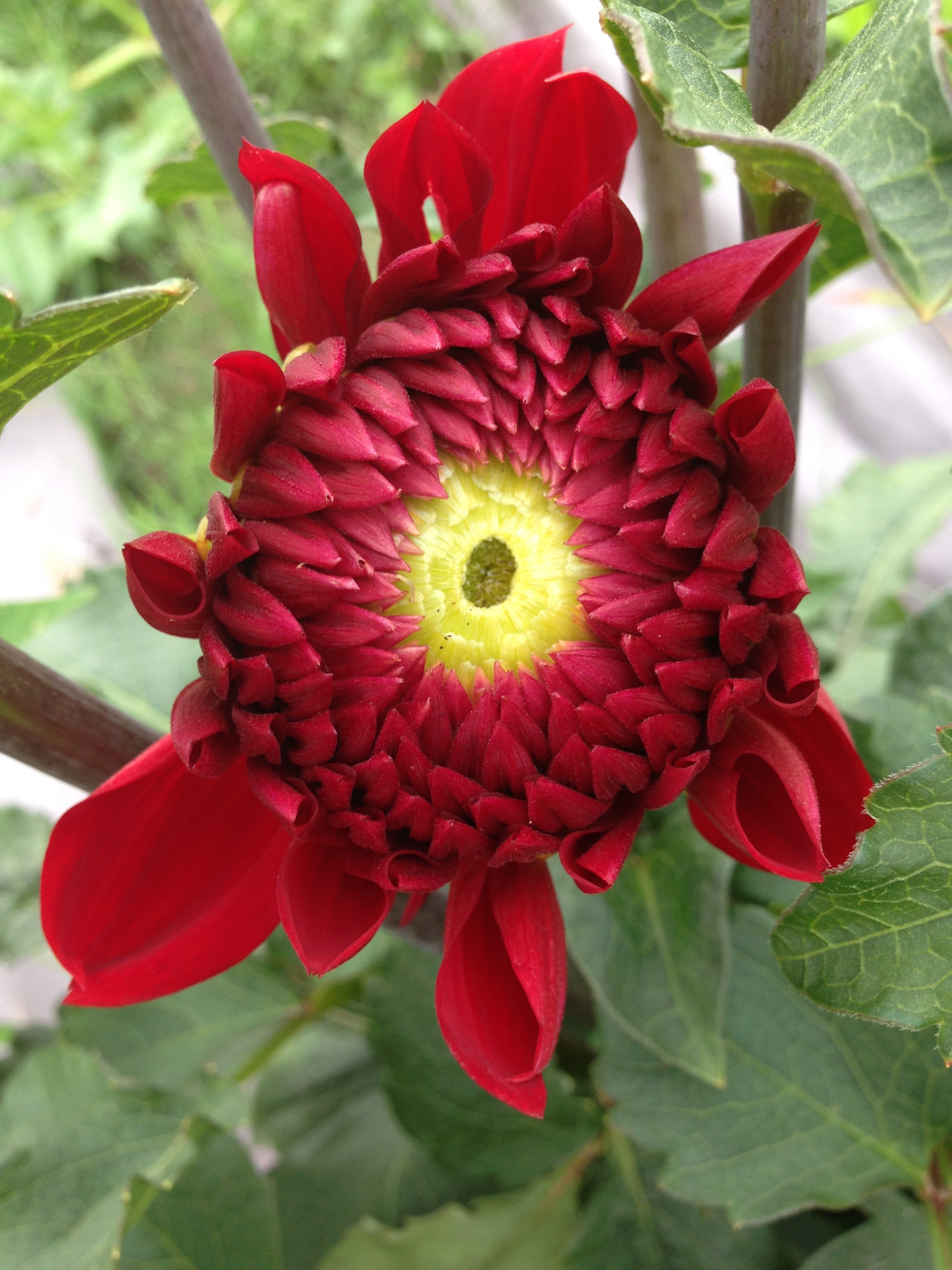 My first dahlia bloom this season. Isn't she lovely!