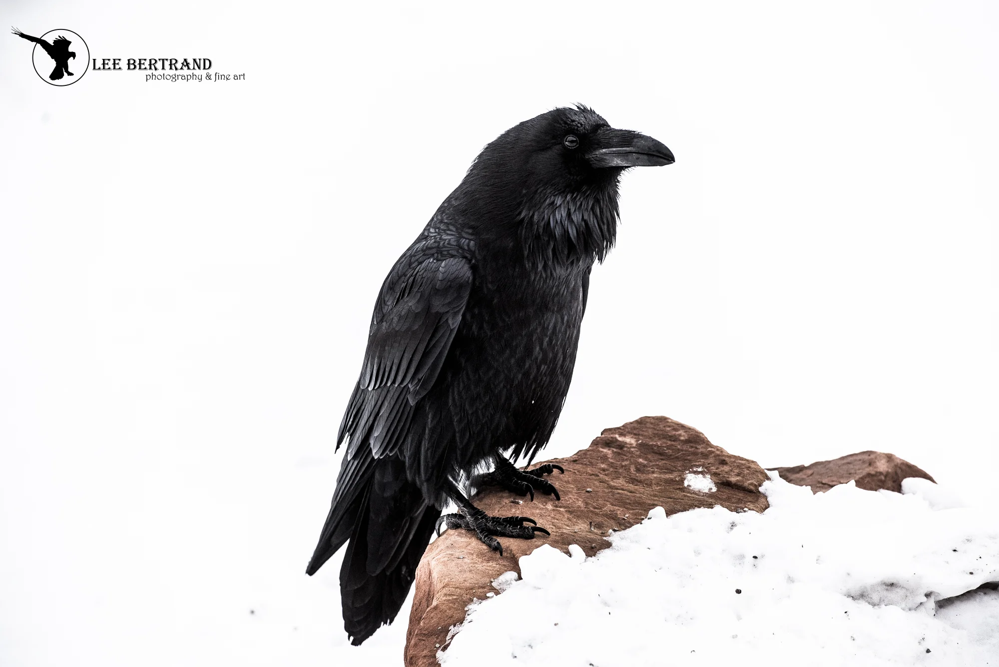 DSC_7007-Edit - Copy.jpg