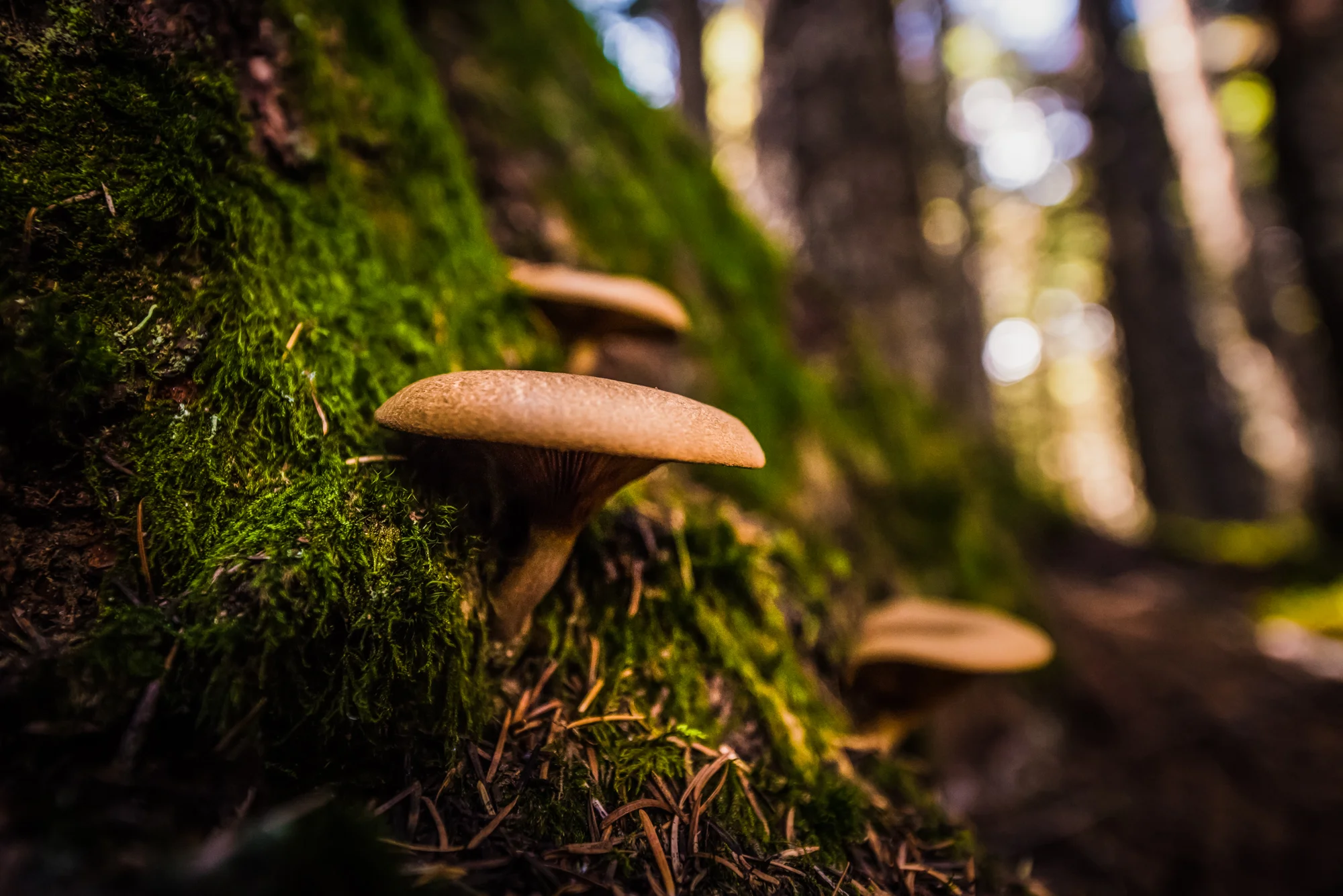 DSC_8829-Edit.jpg