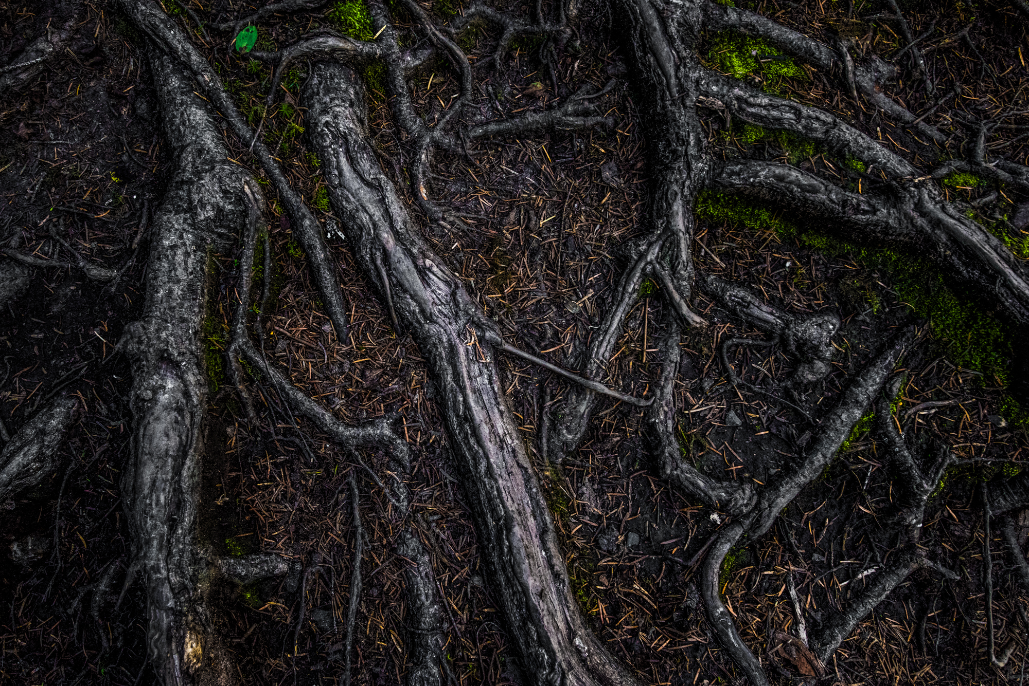 DSC_9032-Edit.jpg