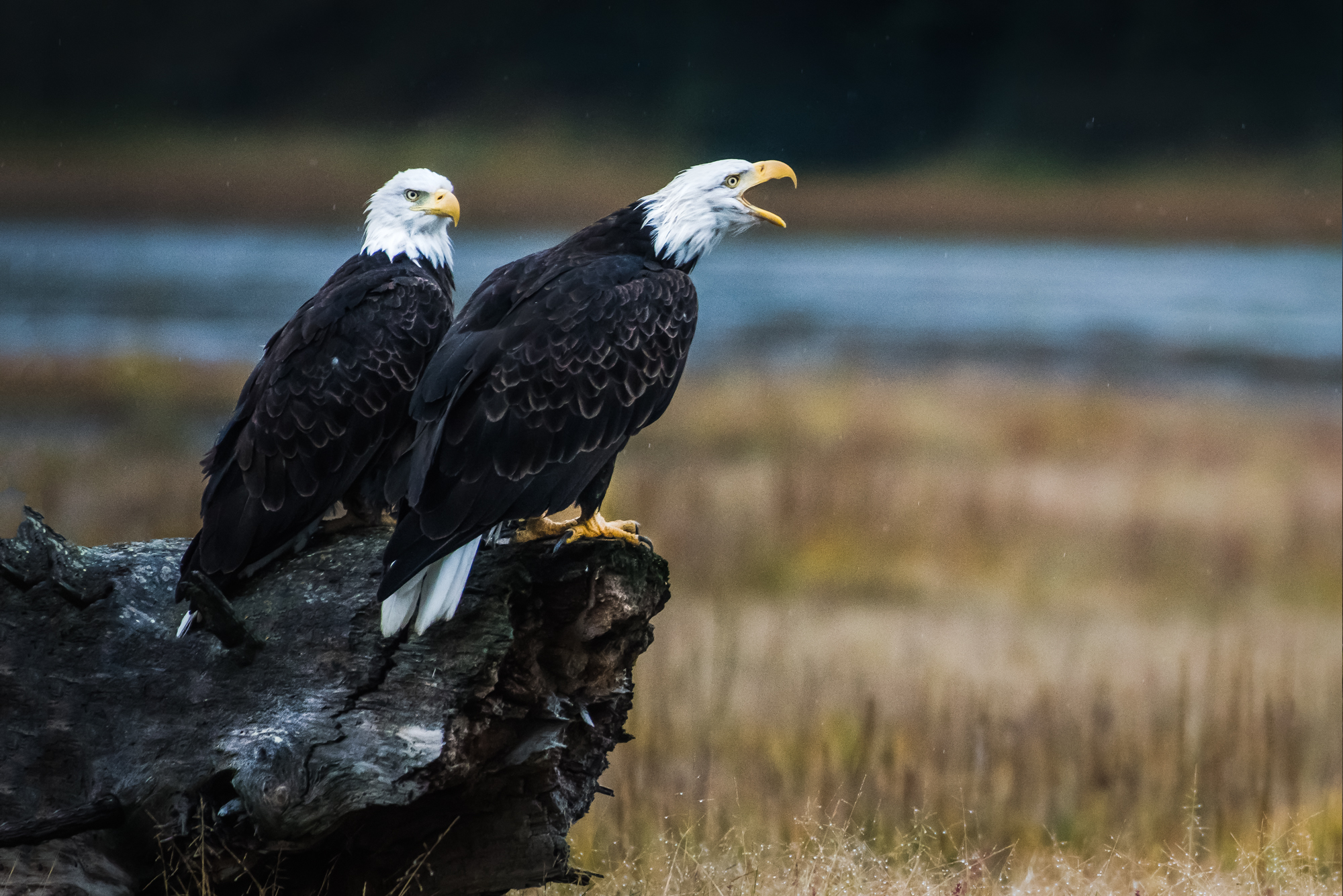 DSC_5868-Edit.jpg