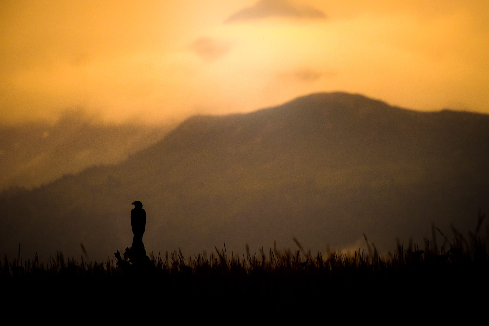 DSC_5902-Edit.jpg