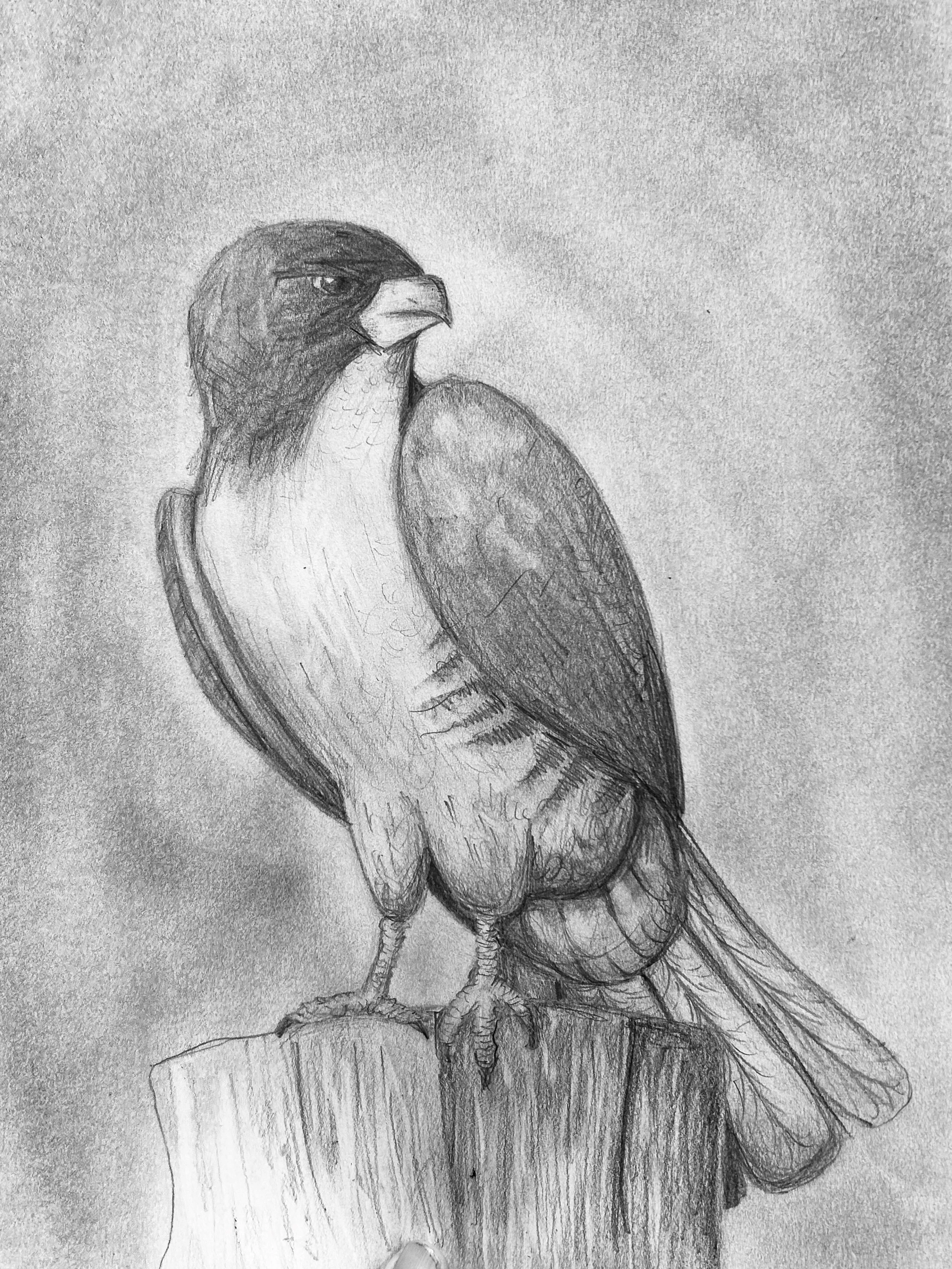 hawk1.jpg