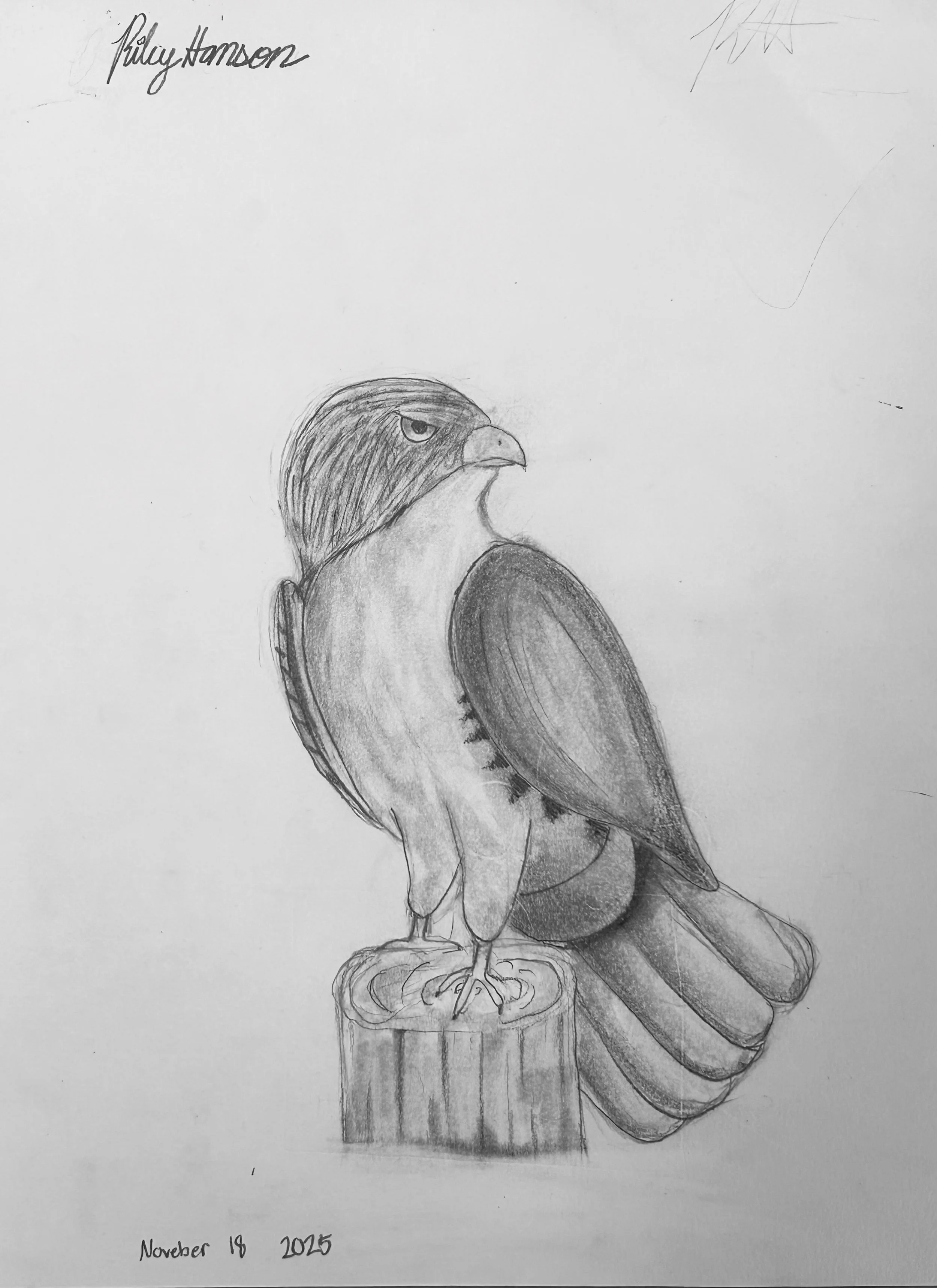 hawk 4th.jpg