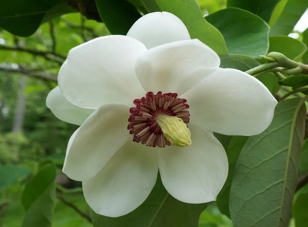 MAGNOLIA SIEBOLDII 'OYAMA'