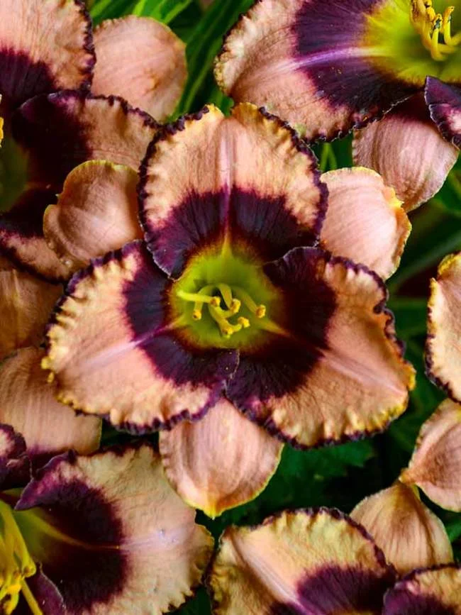 DARING DECEPTION DAYLILY